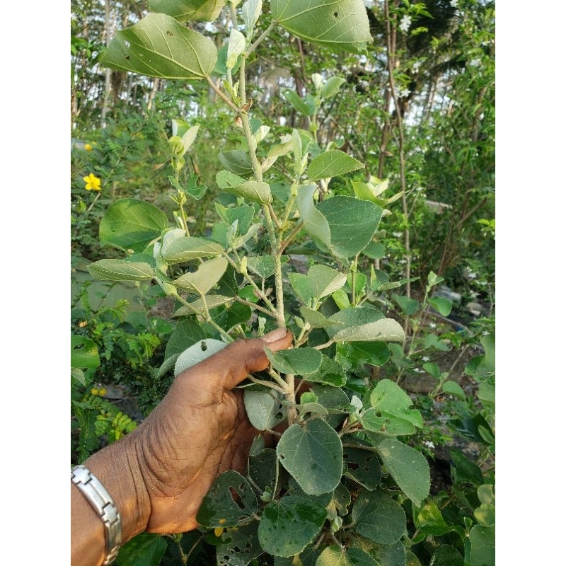 waru jepang bahan Bonsai pohon import