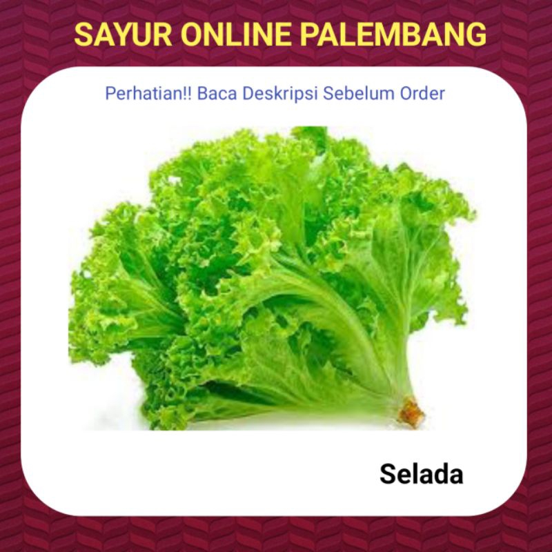 

Selada Lalap Keriting Hijau Fresh - Pasar Toko Sayur Segar Online Palembang