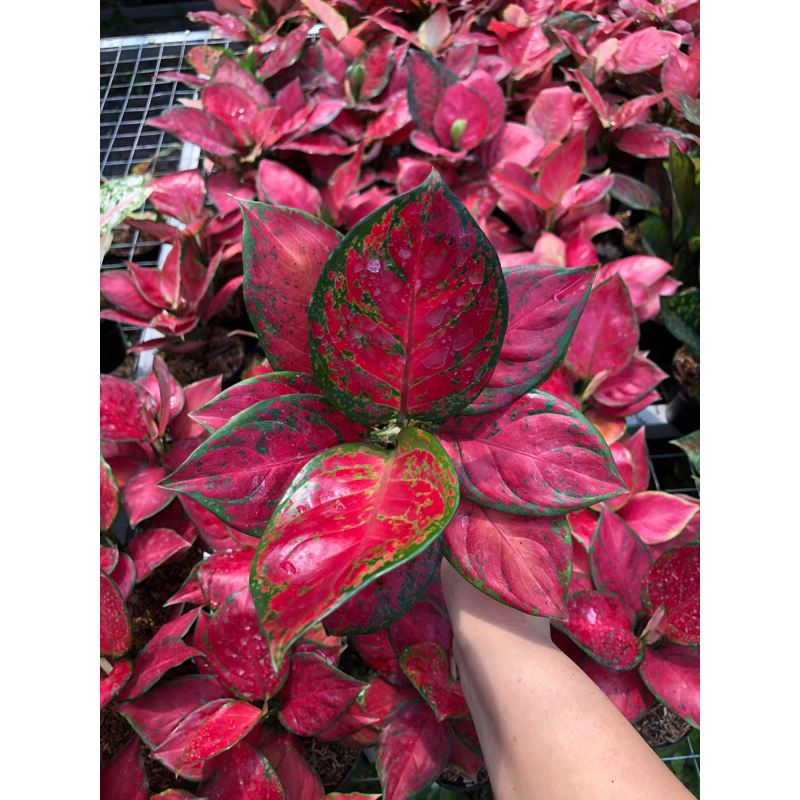 Aglaonema Red Queen
