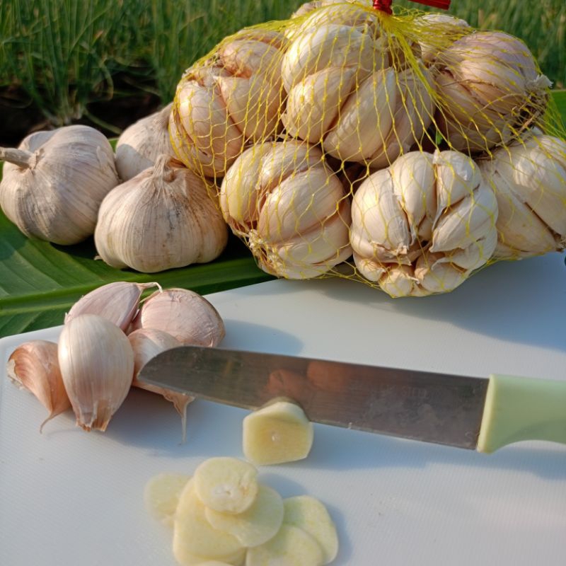 

bawang putih sinco 500 gram bersih kering termurah
