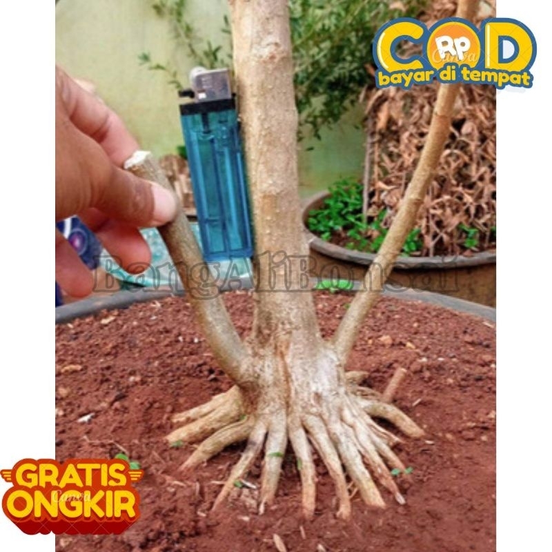 Bahan bonsai - bahan bonsai sancang - sancang - bibit sancang - bibit bonsai sancang - pohon sancang