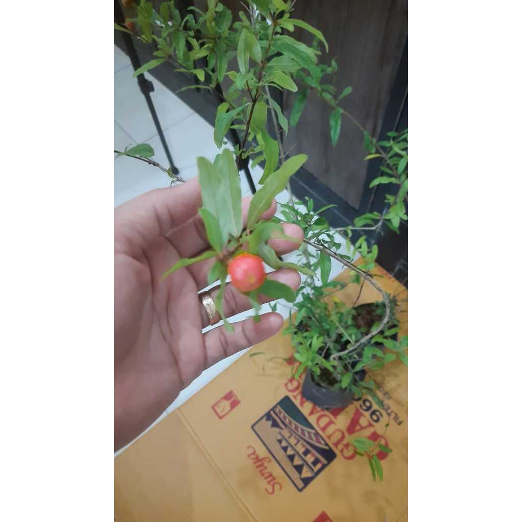 Bibit Delima Merah Biji Lunak