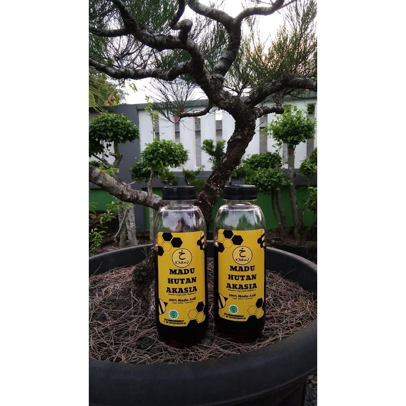

madu hutan AKASIA