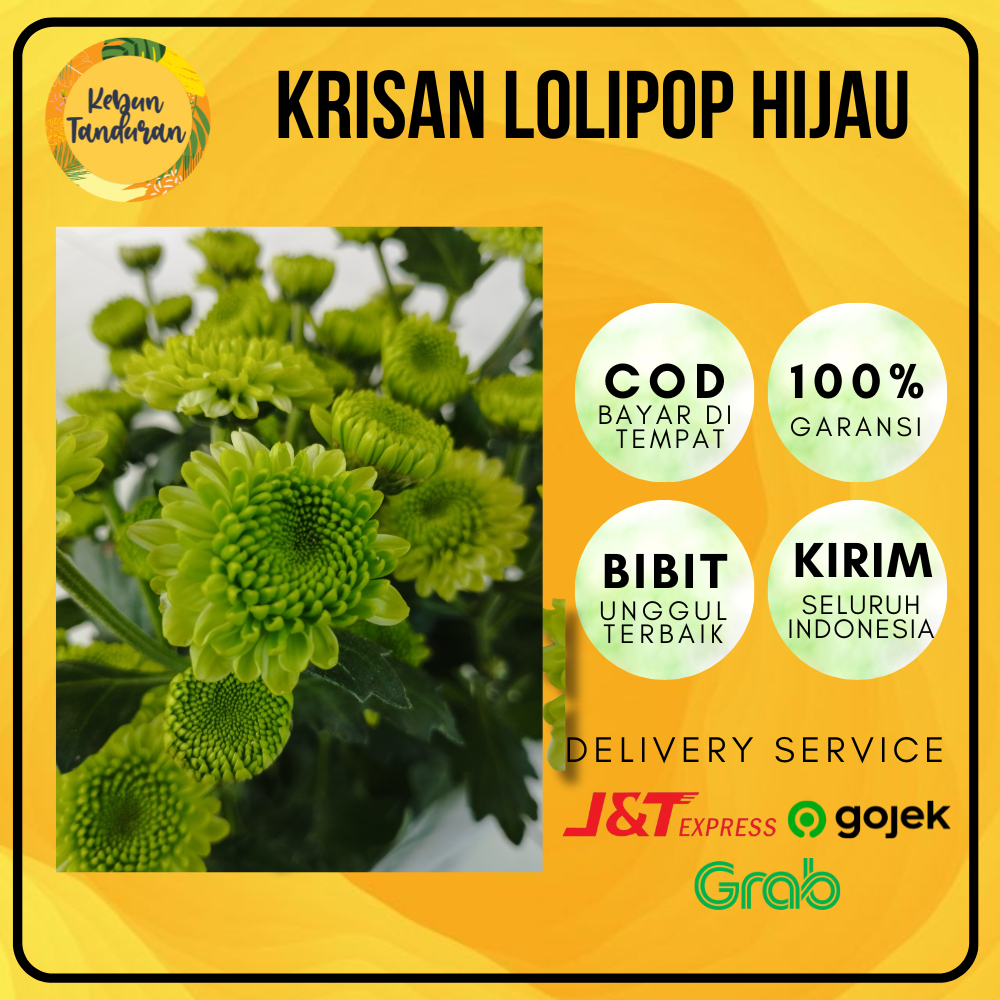 Tanaman Hias Bunga Krisan Lolipop Hijau - 1 POT