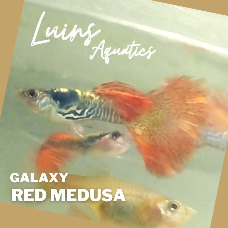 Hiasan Aquarium Ikan Hias Guppy Galaxy Red Medusa Jantan Betina Sepasang Juve Indukan