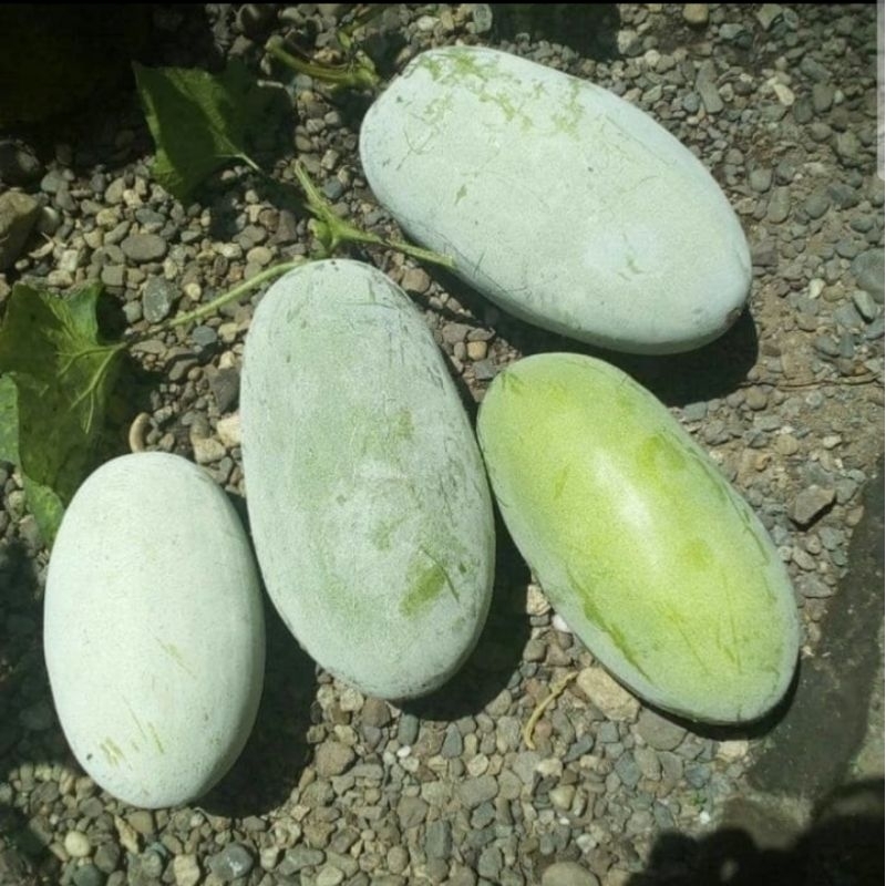 

Buah Beligo Bligo Kundur 2 kg segar Fresh BARU Petik, obat Herbal berkhasiat