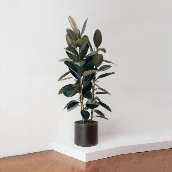 Ficus Plant / Karet Kebo Hijau Merah Burgundy Akar Rimbun Dan Banyak - Tanaman Hias Bibit Pohon