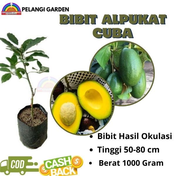 Bibit Alpukat Cuba, Bibit Alpukat Cuba Unggul,Bibit Alpukat Cuba Berbuah