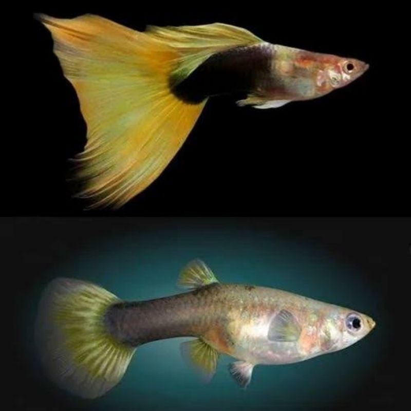 Guppy HB Yellow Tersedia Jantan & Betina Hiasan Aquarium