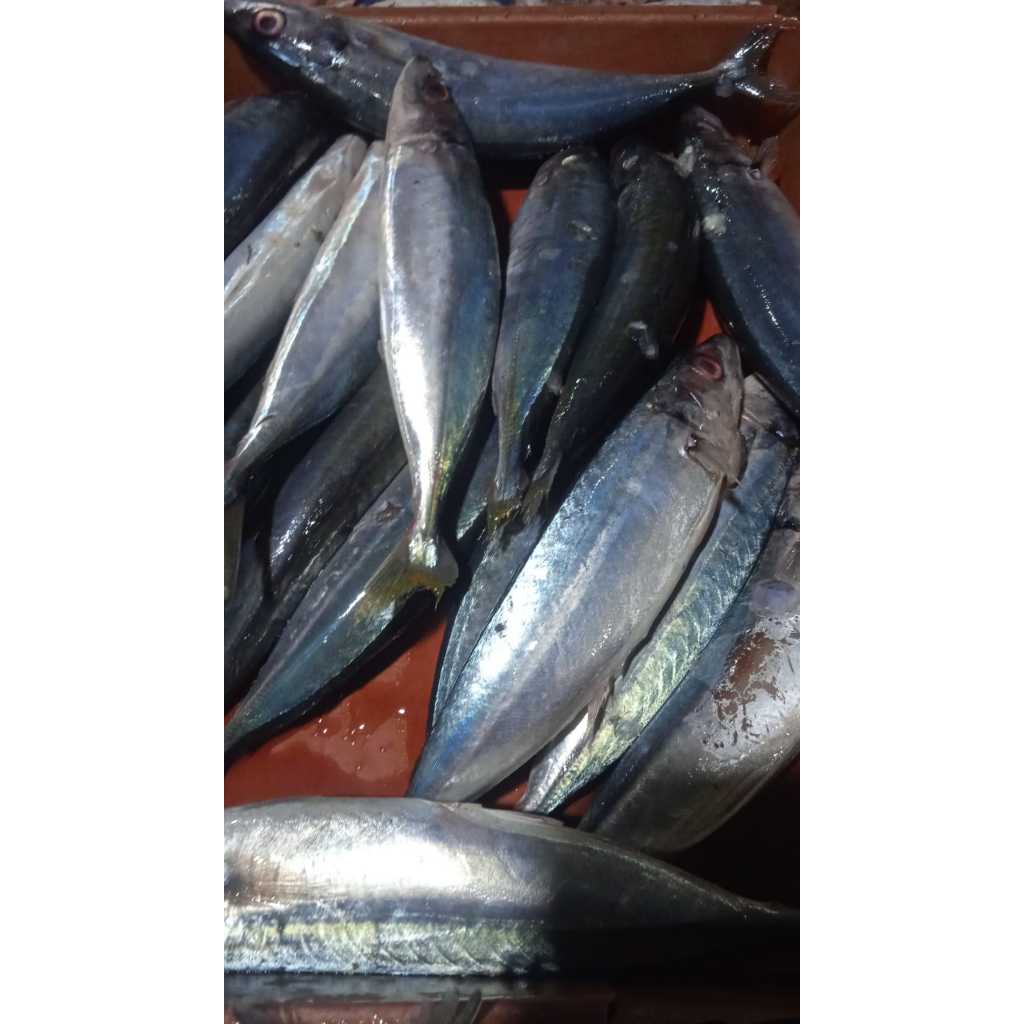 

Ikan Layang Fresh