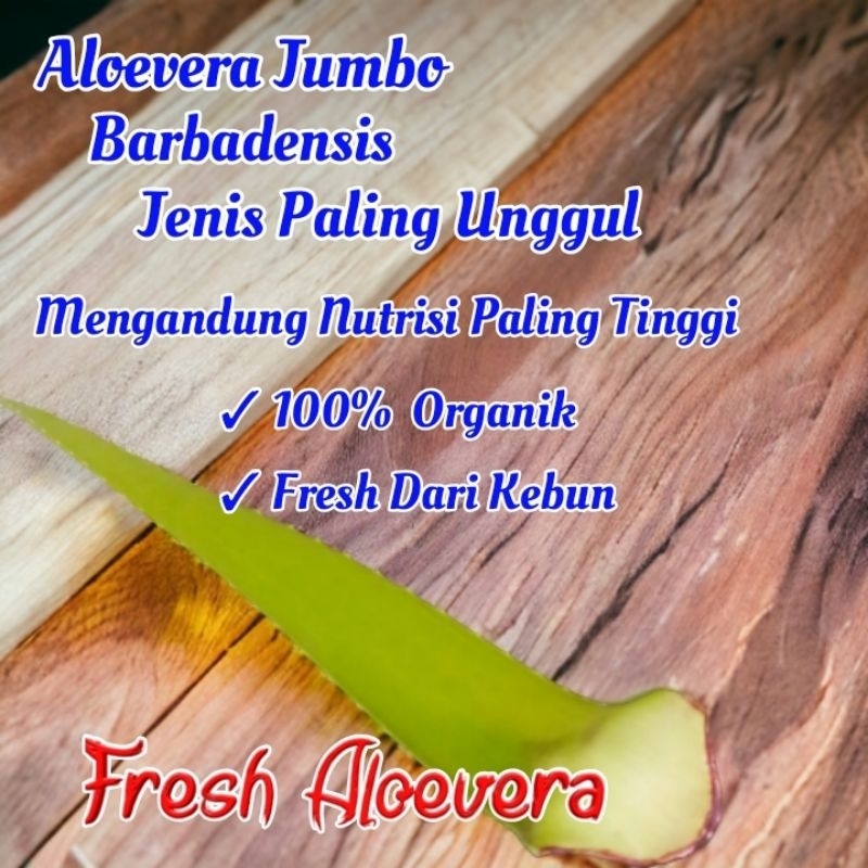

Pelepah Lidah Buaya Jumbo Barbadensis/ Aloevera Jumbo Organik / Perbatang (500gr)