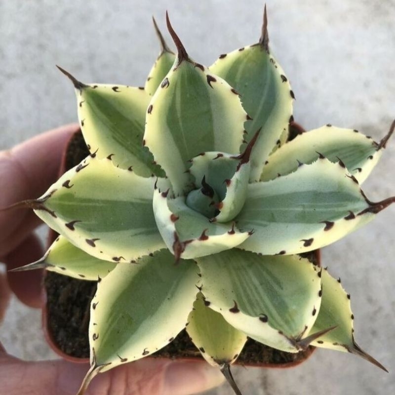 Sukulen Agave Potatorum Kisshokan / Agave Kishokan