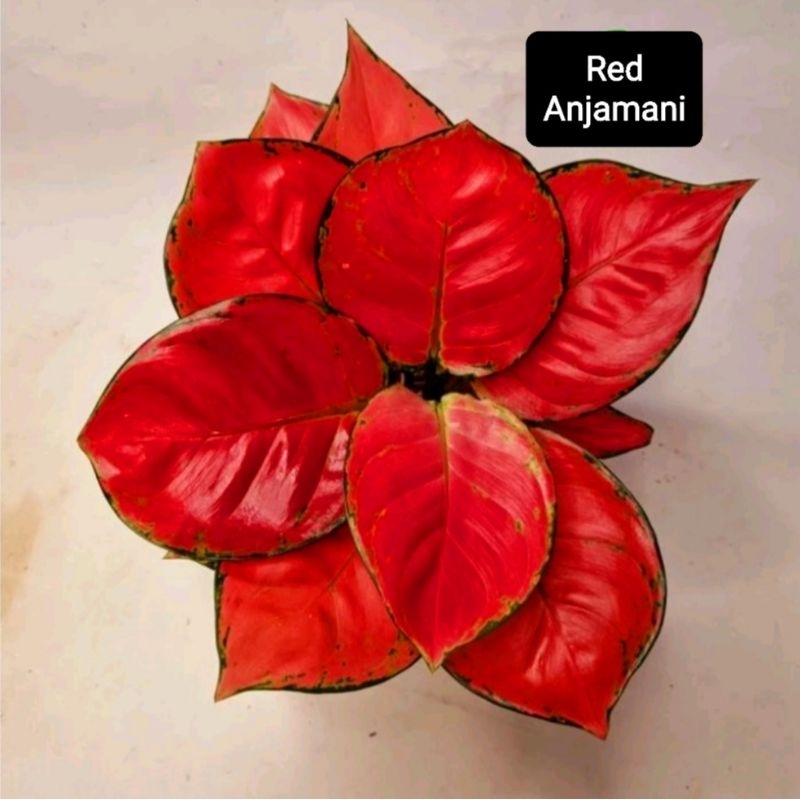 Aglonema Red Anjamani Merah merona (Tanaman hias aglaonema Red Anjamani roset) - tanaman hias hidup - bunga hidup - bunga aglonema - aglaonema merah - aglonema merah - aglaonema murah - aglaonema murah