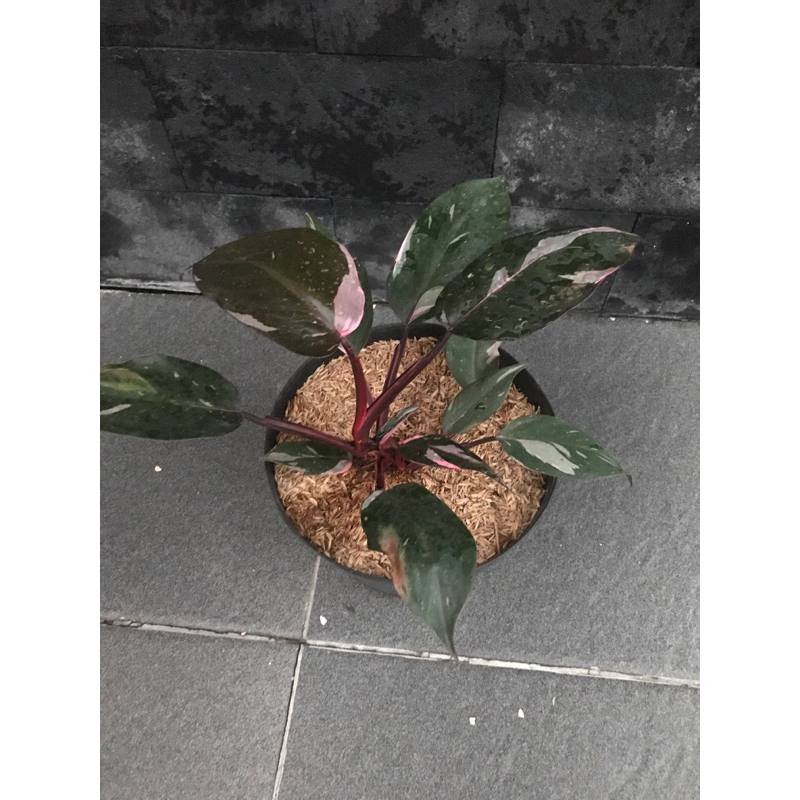 philodendron pink princes