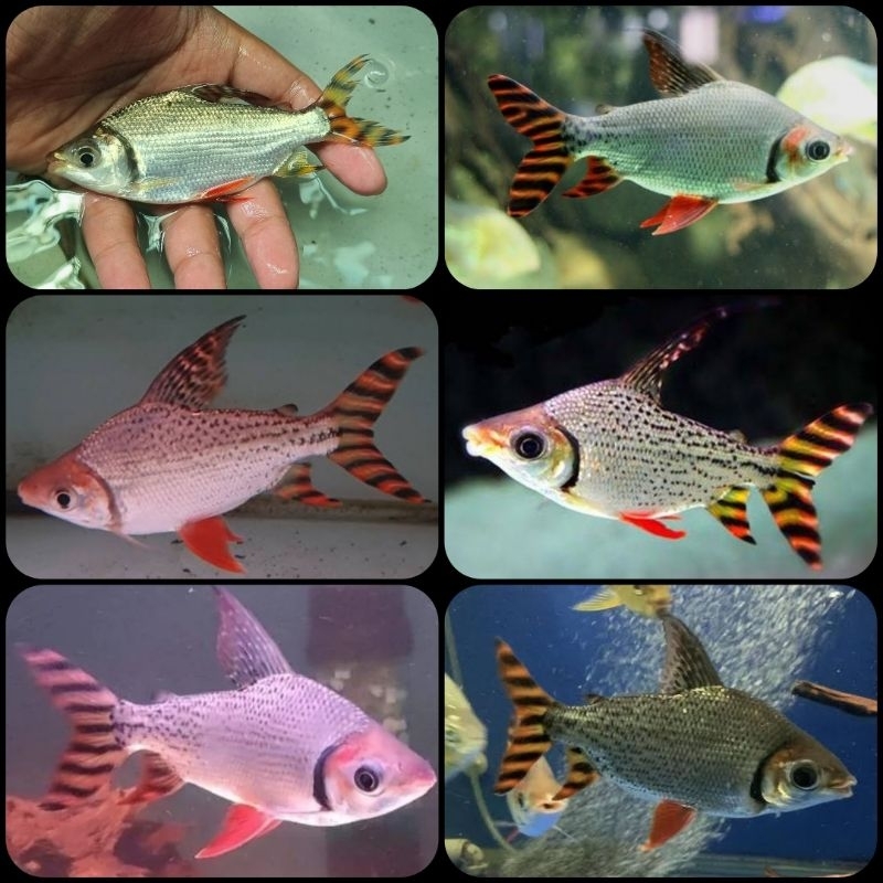 ikan red feifeng untuk aquarium dan aquascape