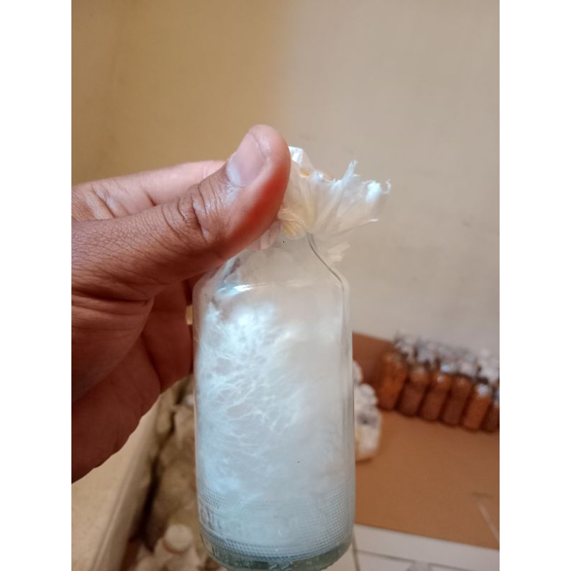Bibit jamur tiram F0 putih (PDA) botol kecil