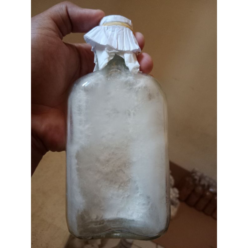 Bibit  jamur tiram F0 putih (PDA) botol besar