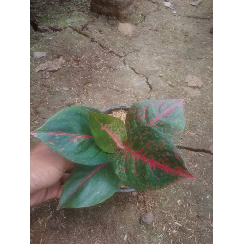 Aglaonema Red Stardust