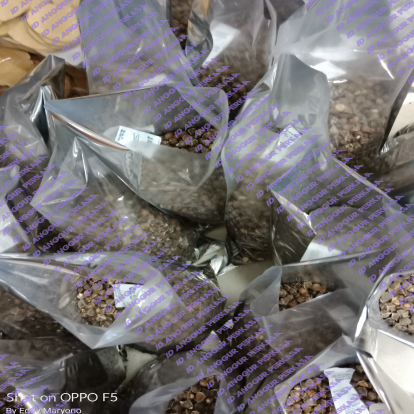 

➴❄❈ 500GR Biji Kelor Premium / La Mu Zi / Moringa - (Vaccum)
