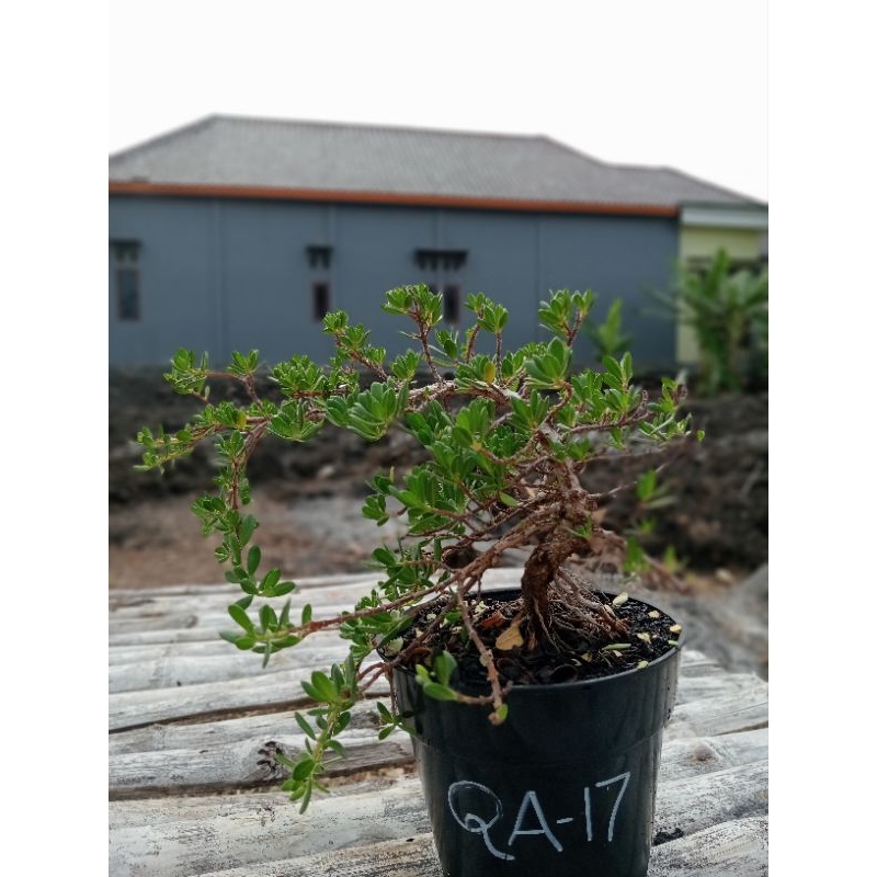 QA-17, SANTIGI KARANG DAUN MAWAR ORIGINAL SEMAI BIJI