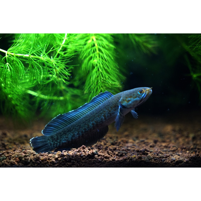 ANDRAO 5-6 “A” GRADE