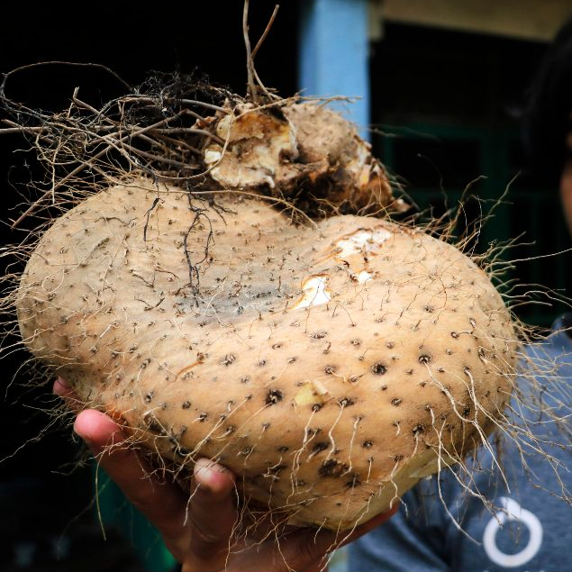 

KUKURING Umbi Gadung Segar 1 Kg Murah