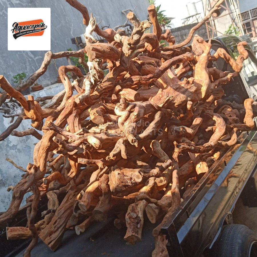 AKAR SANTIGI PESISIR AQUASCAPE