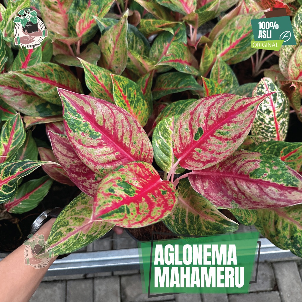 Aglonema Mahameru Tanaman Hias Bunga Dewasa Akar Pot Sehat Rimbun ORI