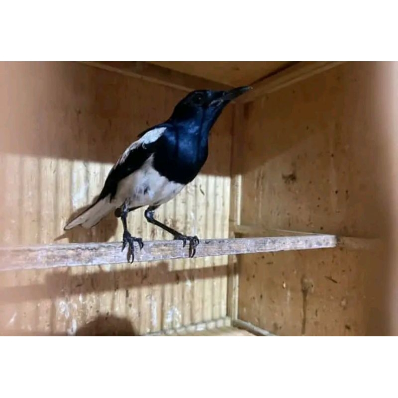 KACER DAPUT JABAR VOER TOTAL