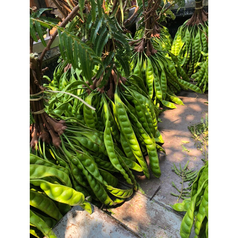 

PROMO PETE PETAI 20 PAPAN PENDEK