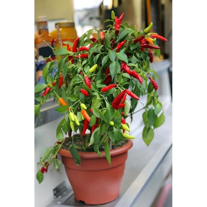 bibit pohon cabe sudah berbuah-pohon cabe berbuah