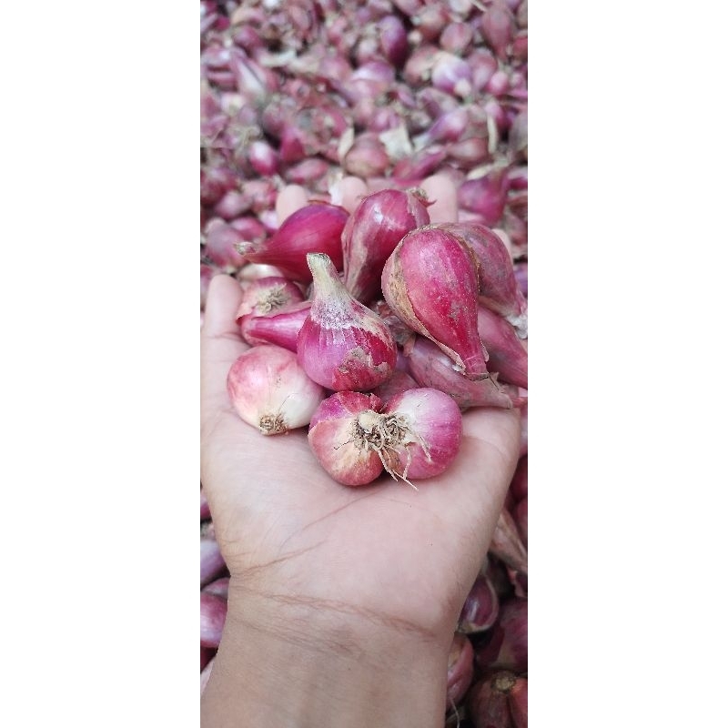 

Bawang merah brebes asli