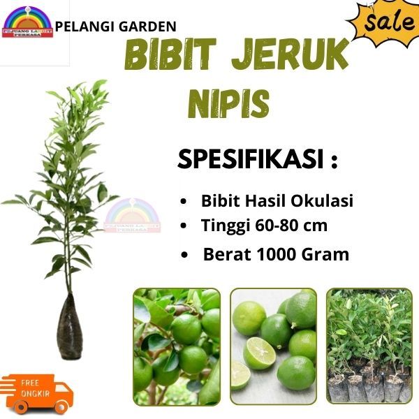 Bibit Jeruk Nipis, Bibit Jeruk Nipis Berbuah, Bibit Jeruk Nipis Unggulan