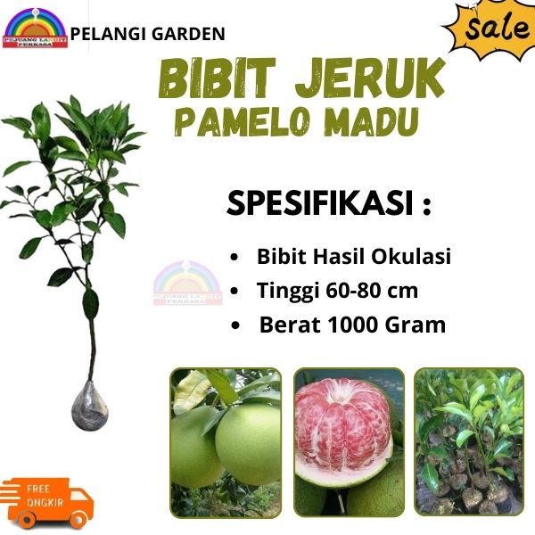 Bibit Jeruk Pamelo Madu, Pohon Jeruk Pamelo Berbuah, Bibit Jeruk Berkualitas