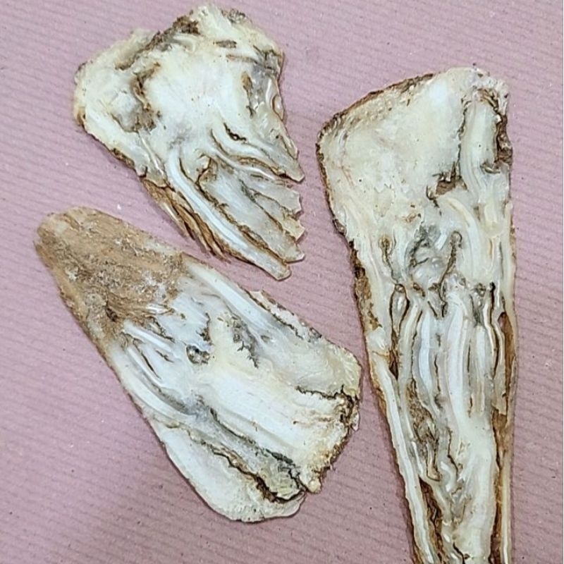 dang gui / tong kui / radix angelicae 100 gram