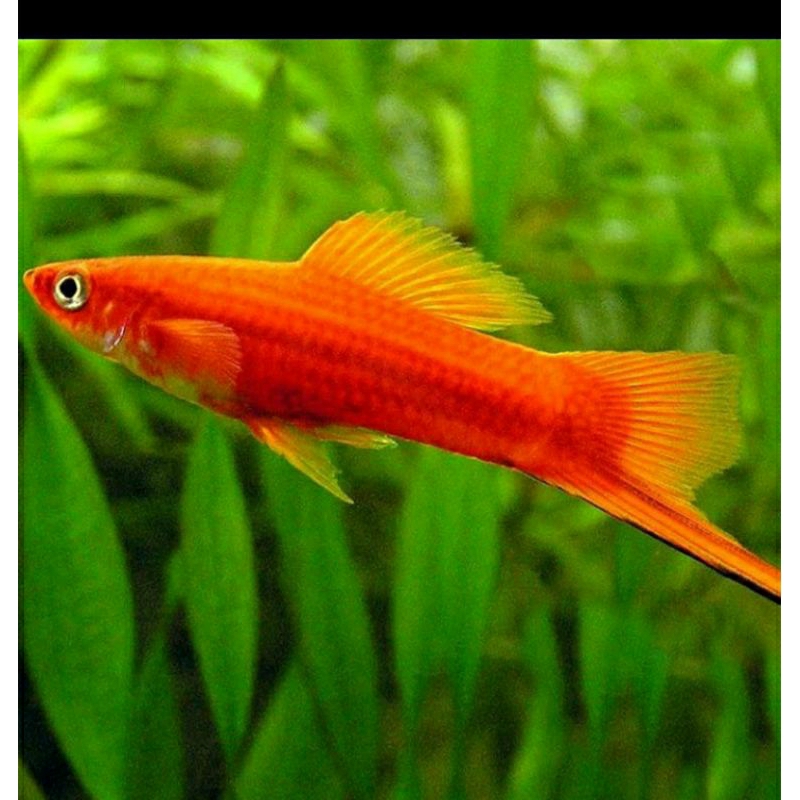 platy red sword tail