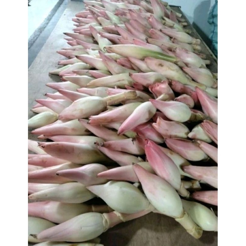 

bunga kecombrang segar 500 gram