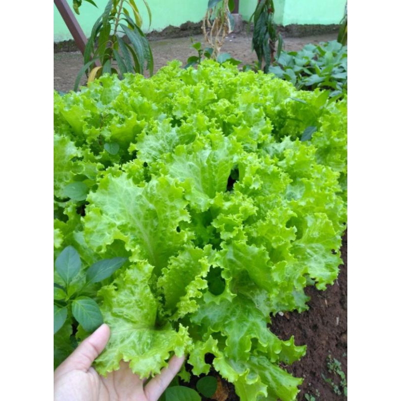 

Selada Sayur Segar