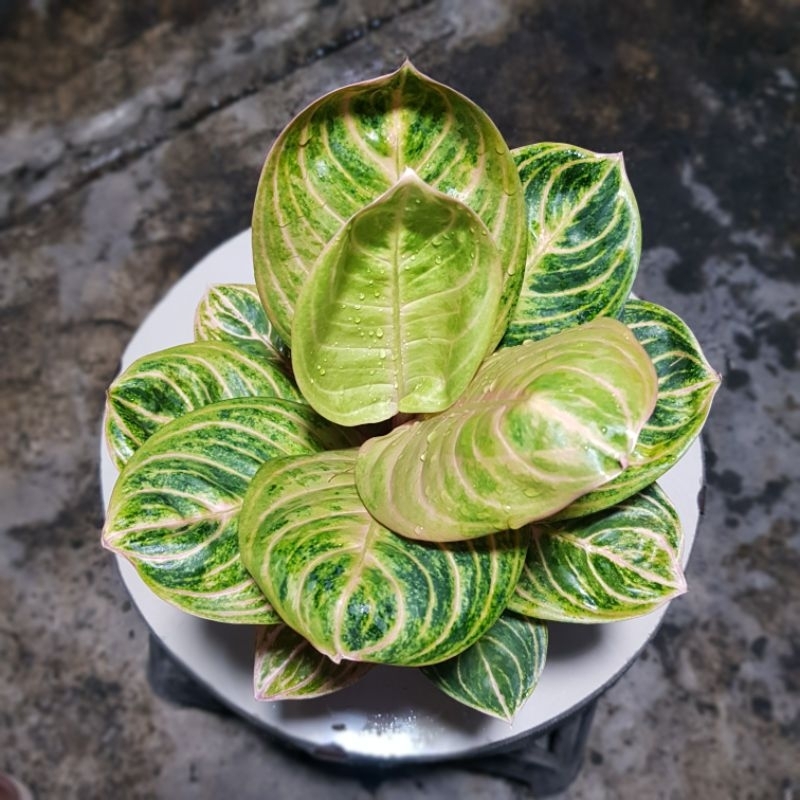 Aglaonema Rinjani Mewah