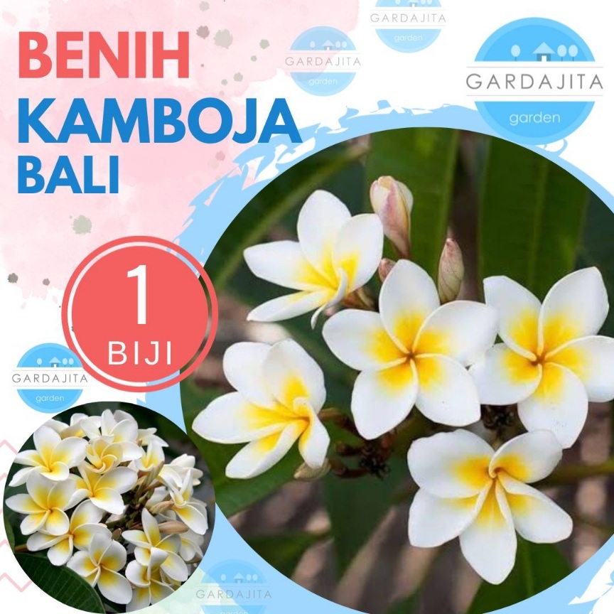 Benih KAMBOJA BALI PUTIH - Biji Bunga Plumeria