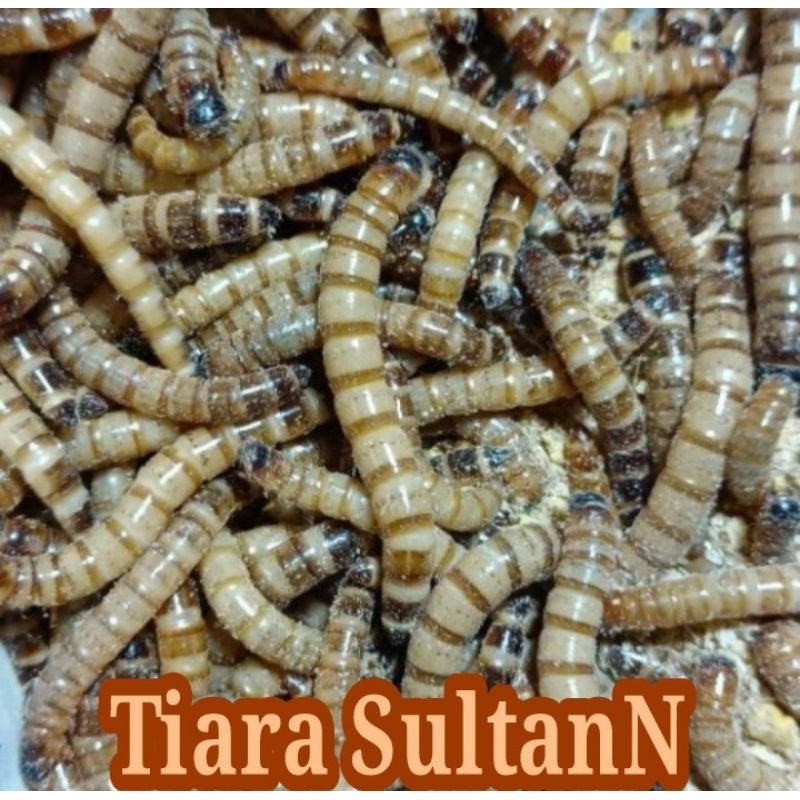 Ulat Jerman hidup 1 Kg