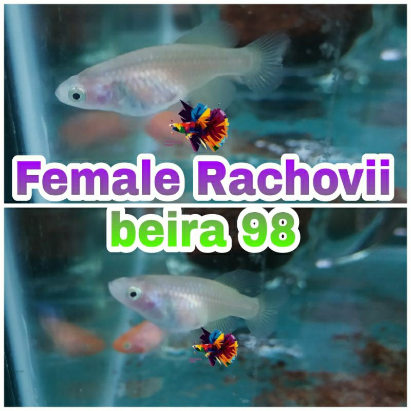 killifish Rachovii/aksesoris kebutuhan aquarium