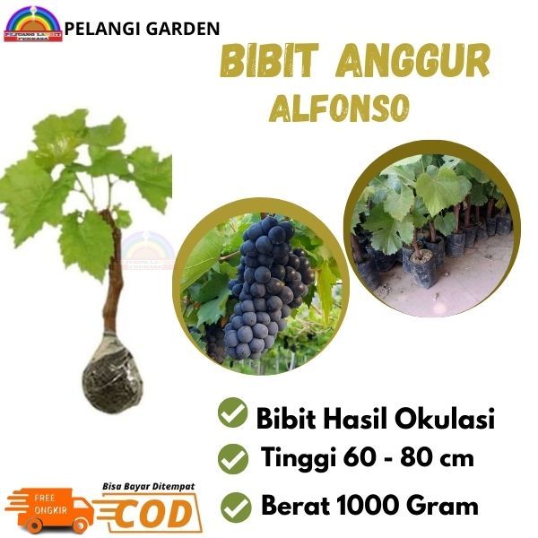 Bibit Anggur Alfonso, Bibit Anggur Manis Alfonso, Pohon Anggur Unggul, Pohon Anggur Unggulan
