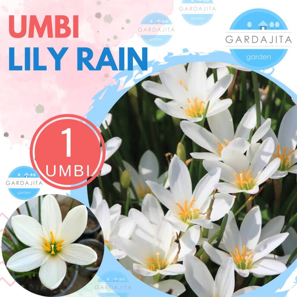 UMBI LILY RAIN PUTIH Bibit Bunga