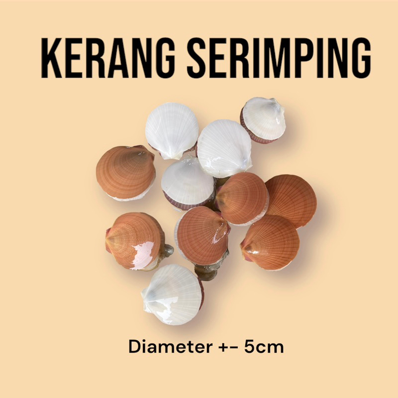 

kerang simping serimping segar