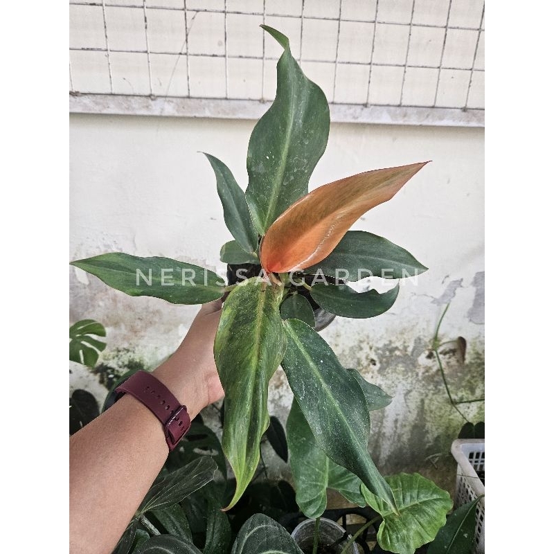 Philodendron Tricolor