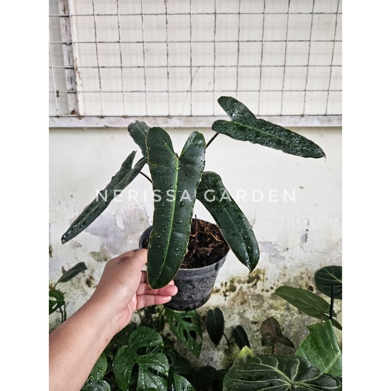 Philodendron Atabapoense x Billitiae