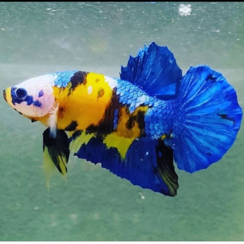 Cupang Plakat Koi Galaxy Size M Male - Female