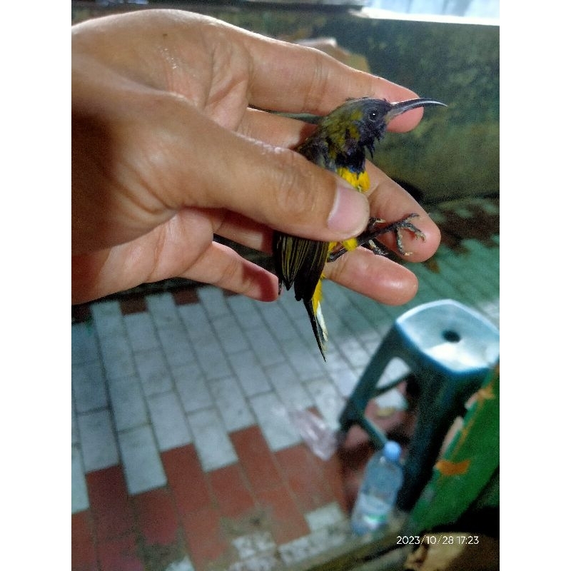 burung sogon pilihan jantan mulus