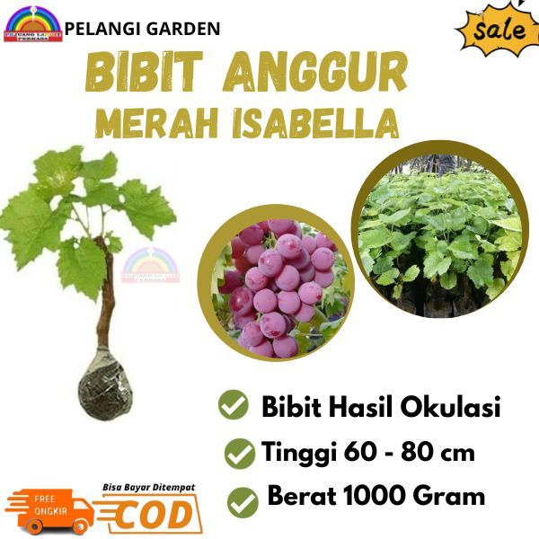 Bibit Anggur Merah Isabella, Bibit Anggur Merah Manis Isabella, Bibit Amggur Berkualitas